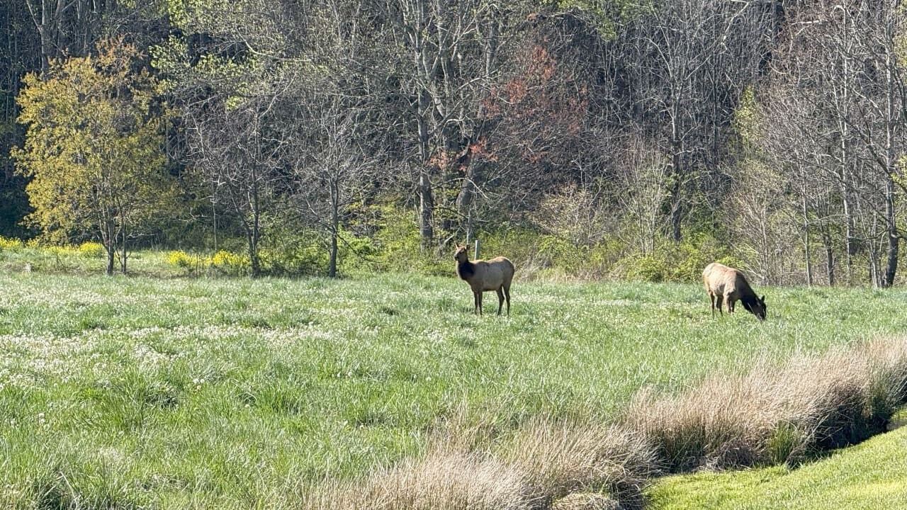 Photo of Others in Maggie Valley