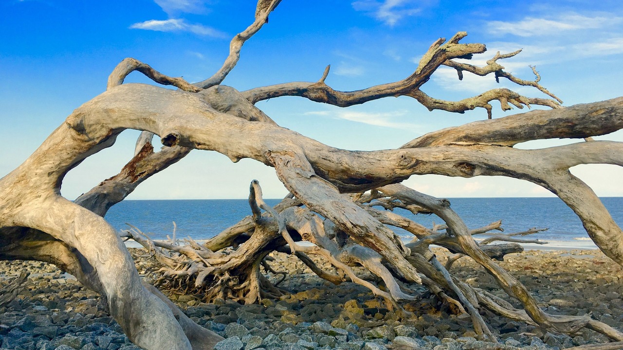 Photo of Others in Jekyll Island