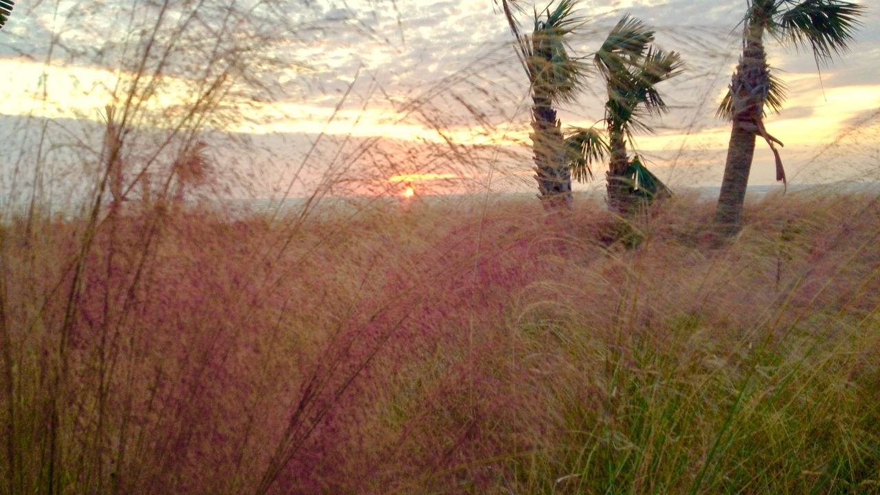 Photo of Others in Jekyll Island