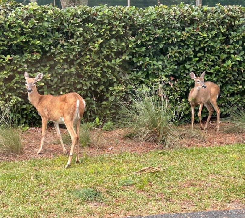 Photo of Outdoor in St. Simons Island