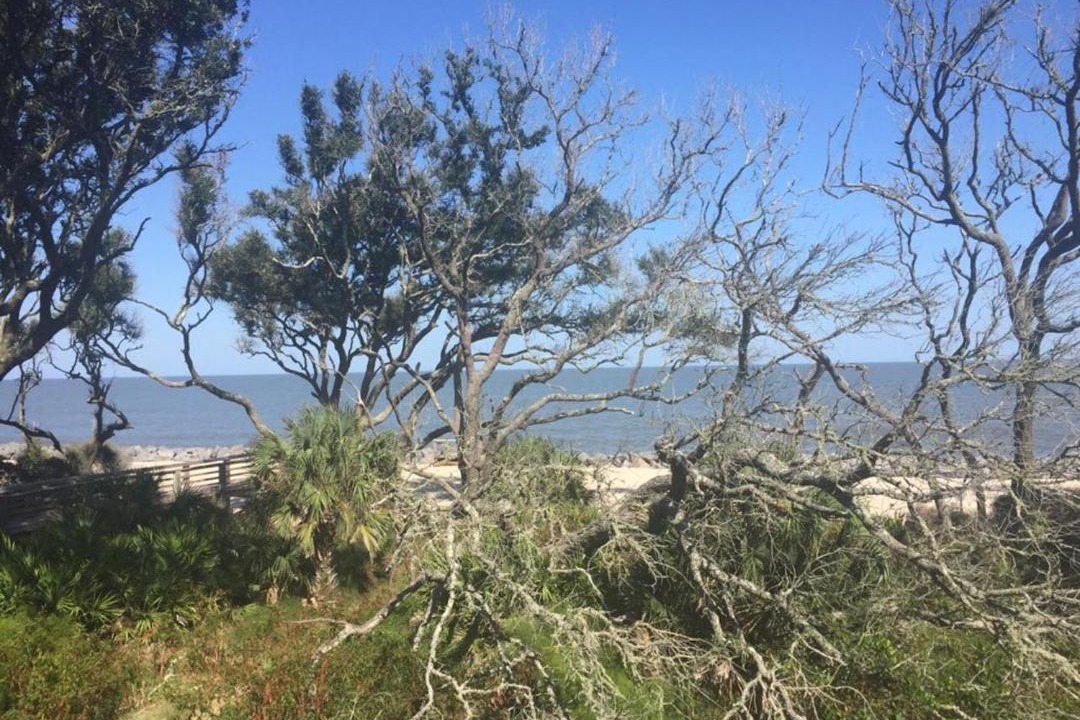 Photo of Others in Jekyll Island