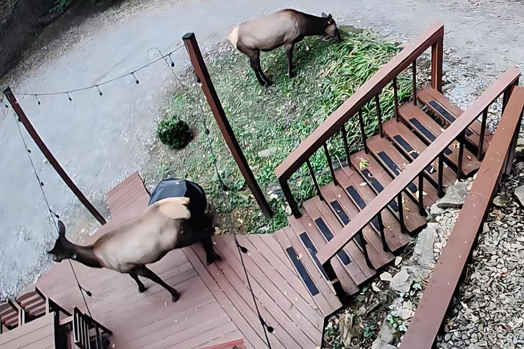 Photo of Others in Cataloochee Ranch
