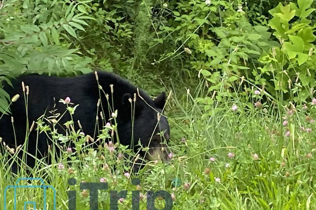 Photo of Others in Sevierville