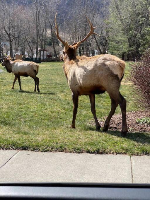 Photo of Others in Maggie Valley